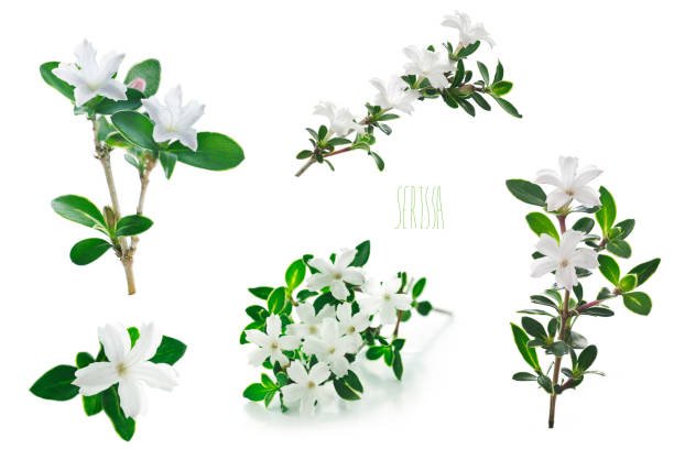 istock flowers of serissa on a white background 1148739791