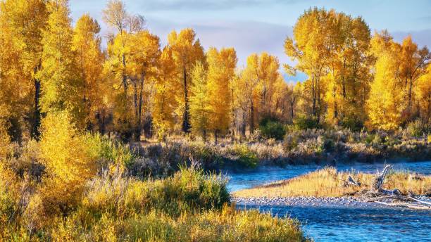 A beautiful autumn landscape scene with a forest of cottonwood trees with vibrant yellow leaf color, beside a vivid blue river in Grand Teton National Park, Jackson Hole, Wyoming. A scenic, curving riverbank covered with many cottonwood trees in their peak fall colors of yellow, gold and orange, and a flowing stream with vibrant blue color. landscape stream autumn forest stock pictures, royalty-free photos & images