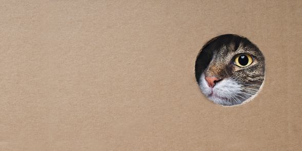 Maine Coon Gato mirando raro de un agujero en una caja de cartón. Imagen panorámica con espacio de copia. photo