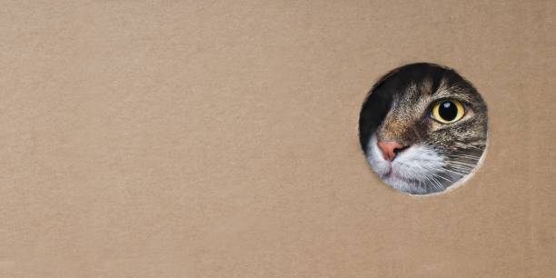 Maine coon cat looking funny out of a hole in a cardboard box. Panoramic image with copy space. Maine coon cat looking funny out of a hole in a cardboard box. Panoramic image with copy space. peeking photos stock pictures, royalty-free photos & images