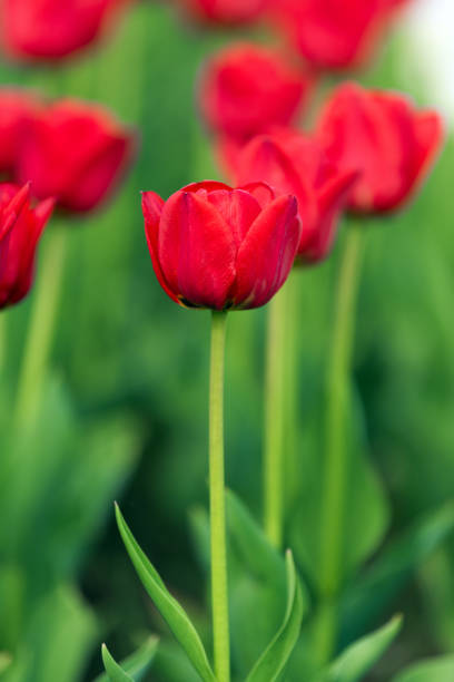 istock Spring fields of blooming tulip. Beauty outdoor scene 1148748227