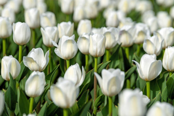 istock Spring fields of blooming tulip. Beauty outdoor scene 1148748236