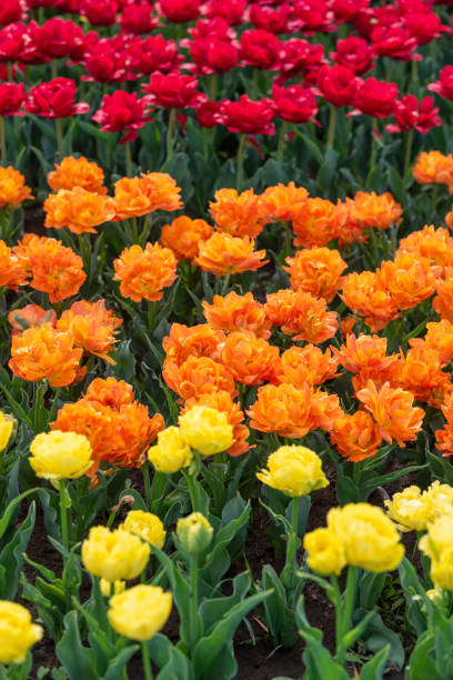 istock Spring fields of blooming tulip. Beauty outdoor scene 1148748249
