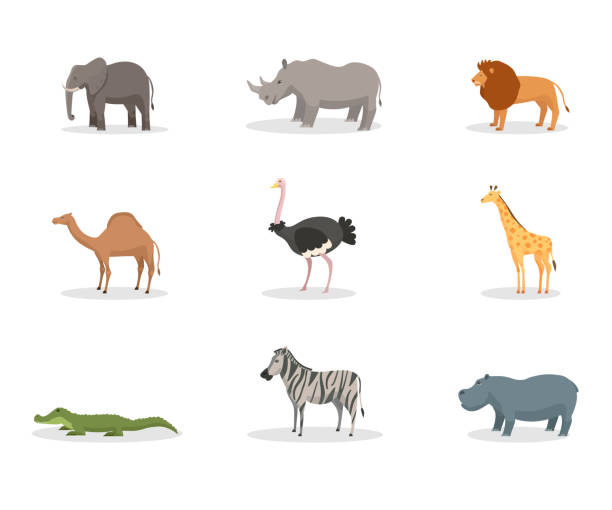 Exotic Wild Animals Flat Vector Illustration Set Stock Illustration -  Download Image Now - Giraffe, Lion - Feline, Rhinoceros - iStock