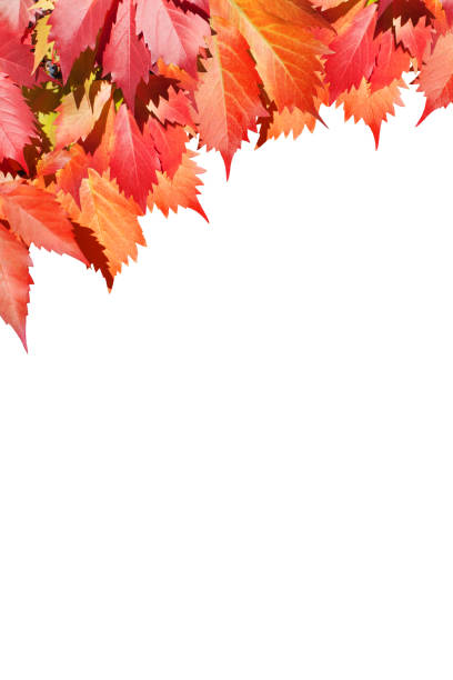 istock Red grape leaves on white background isolated close up, autumn golden foliage decorative border, fall season maple branches frame, back to school banner design element, autumnal art corner, copy space 1148753364