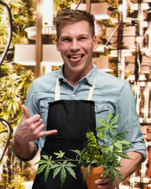 istock Man working in a marijuana shop and is holding a marijuana plant 1148754715