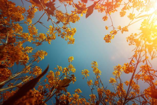 istock Yellow wild flowers under blue sky, low angle. Countryside spring concept 1148755144