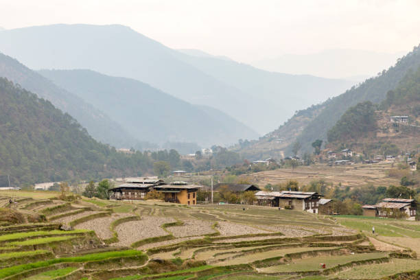 istock Patterns in terraced farming fields in Punakha valley 1148756135