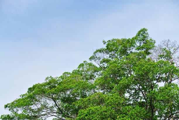 緑の葉と青空に対する枝を持つ大きな木の上 - treetop sky tree high section ストックフォトと画像
