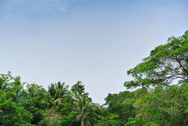 large tree top with green leaves and branches against blue sky - treetop sky tree high section imagens e fotografias de stock