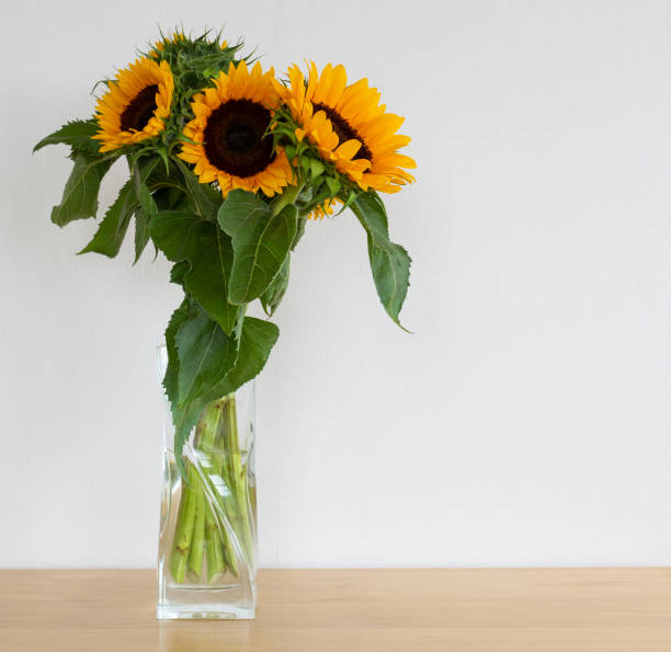 Sunflowers in a vase. stock photo