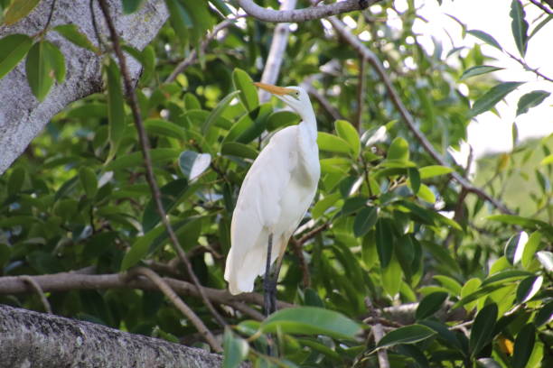 istock Close up of white egret perched in tropical tree 1148757222