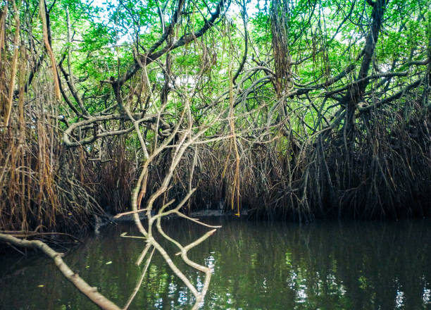 istock Mangroves in Bentota river in Sri Lanka 1148757342