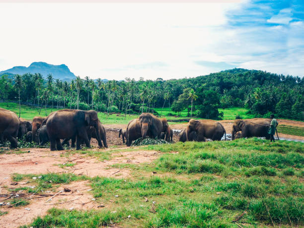 istock elephants in Sri Lanka, Pinnawala Elephant Orphanage 1148757399