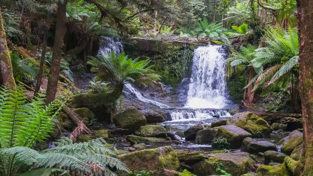 istock horseshoe falls surrounded by ferns in tasmania 1148757615