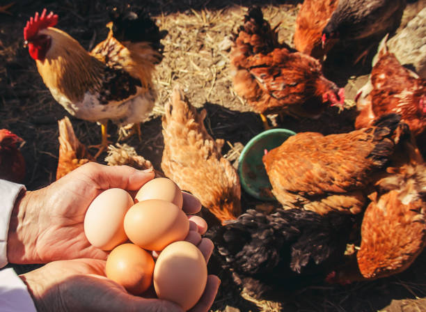 istock Chicken domestic eggs in hands. Selective focus. 1148757881