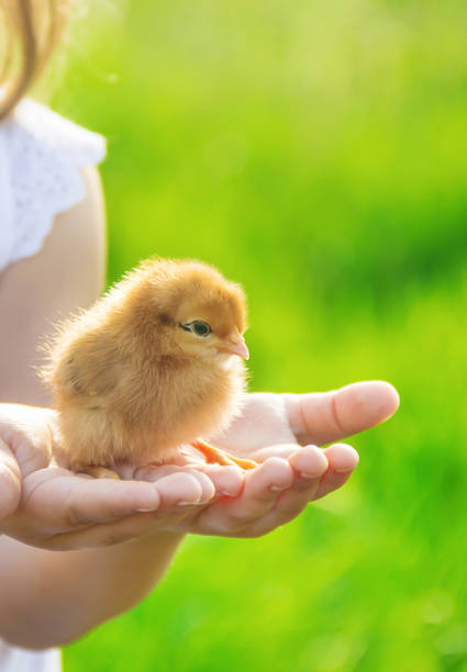 istock The child holds a chicken in his hands. Selective focus. 1148757927
