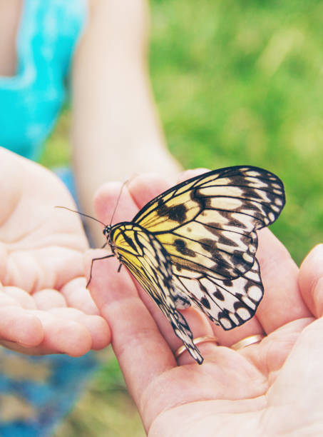 istock Child with a butterfly. Idea leuconoe. Selective focus. 1148757993
