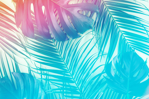 Hojas tropicales y palmeras en vibrantes colores holográficos degradados. Concepto de surrealismo de arte minimalista. photo