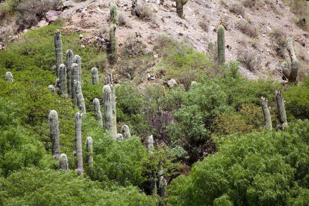 istock Cardones Cactus in the Quebrada de Humahuaca, Argentina 1148759149