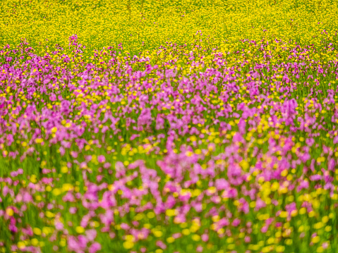 Wildflowers in the Salzkammergut area of Austria