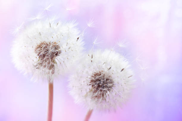 istock Pastel background from two beautiful dandelion flowers with flying feathers. Spring or summer nature scene. 1148760553