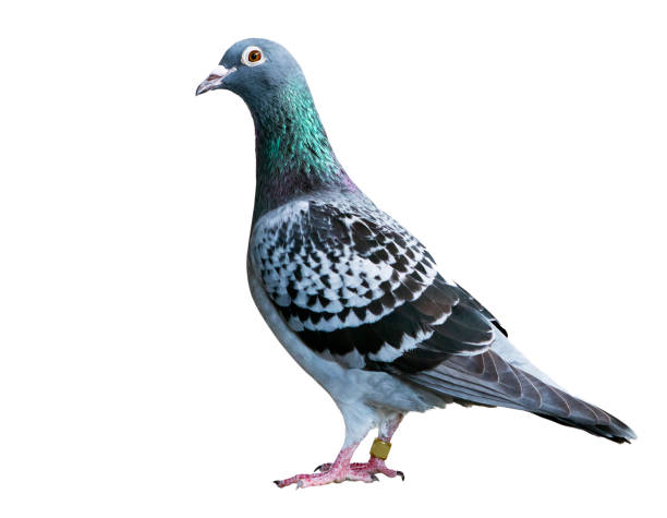istock checker feather pattern of homing speed racing pigeon isolate white background 1148761763