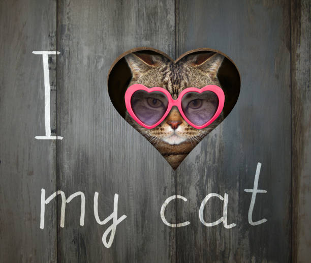 istock Cat and a hole in the fence 3 1148763295
