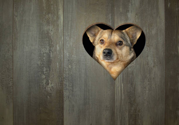 istock Dog behind the fence 2 1148763296