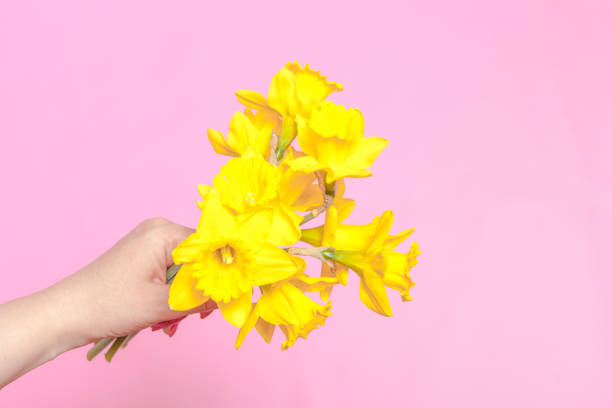 istock spring flower, a bouquet yellow daffodils in a woman hand 1148763576
