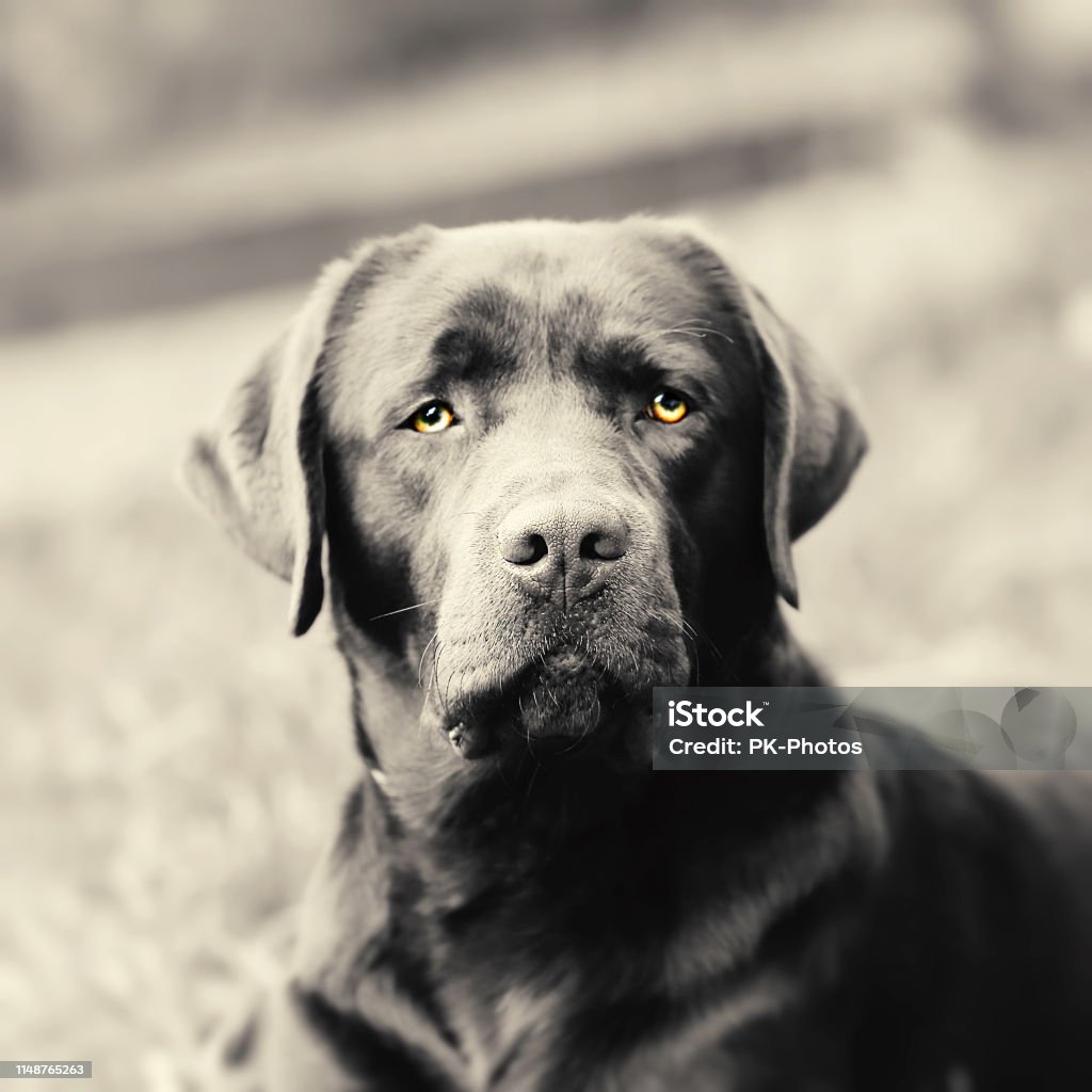 Young brown Labrador Portrait brown young Labrador, sepia toned 2019 Stock Photo Young brown Labrador Portrait brown young Labrador, sepia toned 2019 Stock Photo