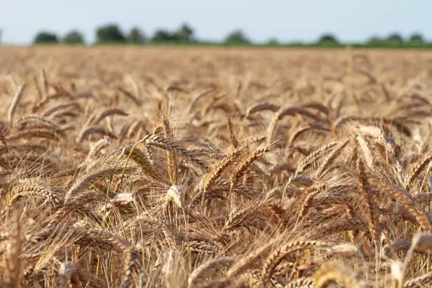 grain field in Germany