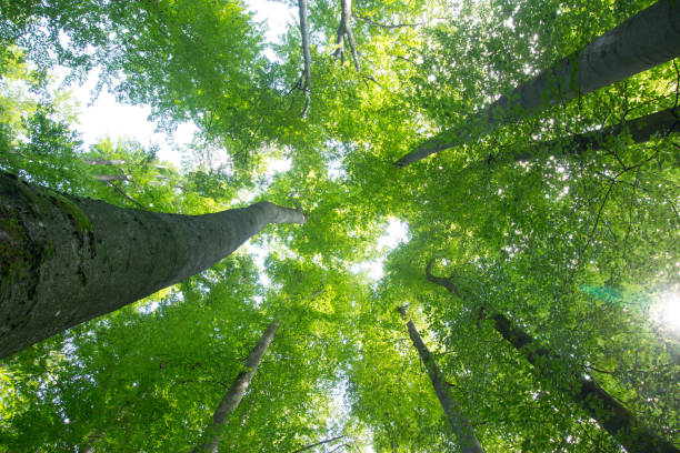 istock Impressive trees in the forest. Fresh green, spring time. Bottom view. 1148769045