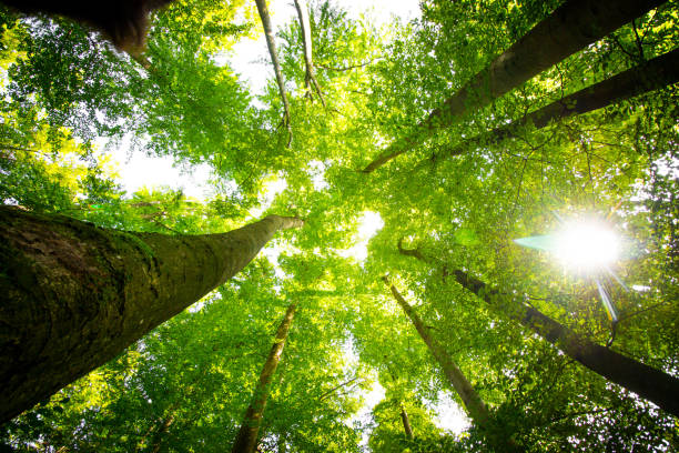 istock Impressive trees in the forest. Fresh green, spring time. Bottom view. 1148769047