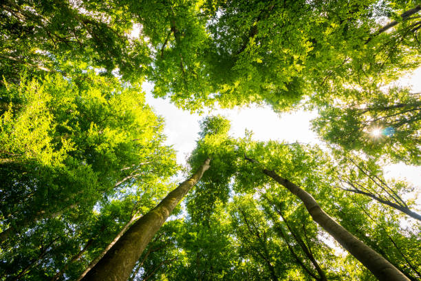 istock Impressive trees in the forest. Fresh green, spring time. Bottom view. 1148769153