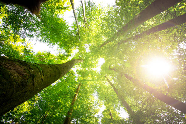 istock Impressive trees in the forest. Fresh green, spring time. Bottom view. 1148769166
