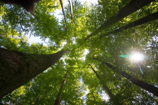 istock Impressive trees in the forest. Fresh green, spring time. Bottom view. 1148769214