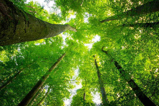 istock Impressive trees in the forest. Fresh green, spring time. Bottom view. 1148769656