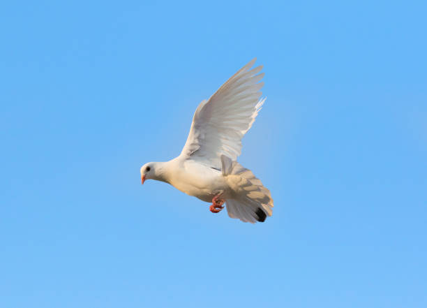 istock white feather pigeon brid flying against clear blue sky 1148770229