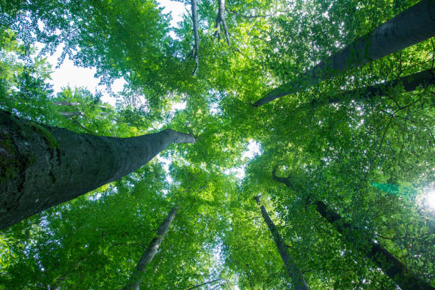 istock Impressive trees in the forest. Fresh green, spring time. Bottom view. 1148773128