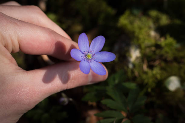 istock Gathering flowers in spring time: hepatica or liverleaf in spring 1148774243