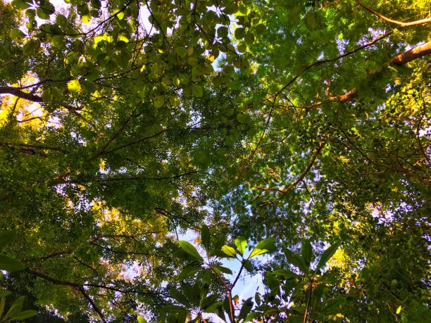 istock Sunlight through leaves on the top tree. Sunshine reflect on green and yellow leaf. 1148774247