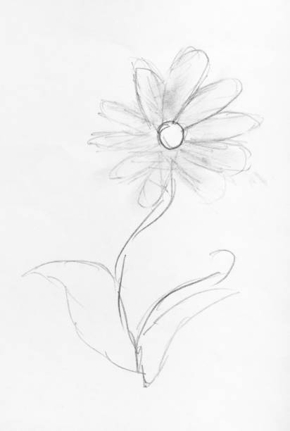 istock sketch of fresh flower hand drawn by black pencil 1148774601