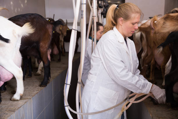 istock Two women milking goats 1148775781