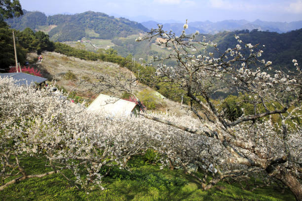 Miaoli, Qingan, plum blossom