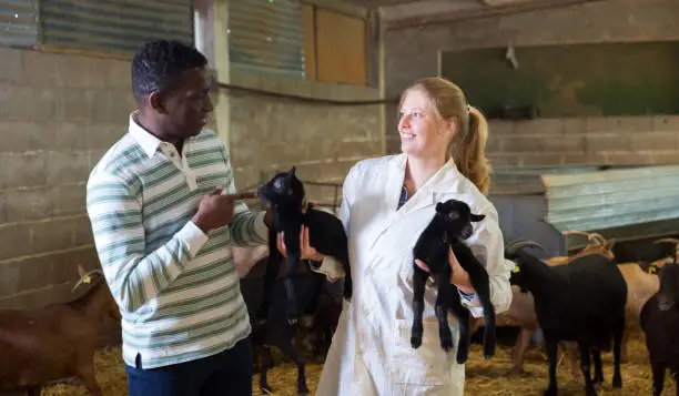 Female veterinarian and male farmer inspecting goatlings on goats farm