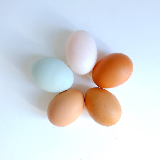 istock Difference color shade of chicken egg and duck egg arranged in a circle 1148776633