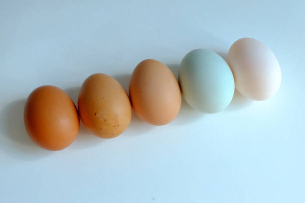 istock Chicken egg and duck egg line up on white background, Compare shell tone of egg 1148776646