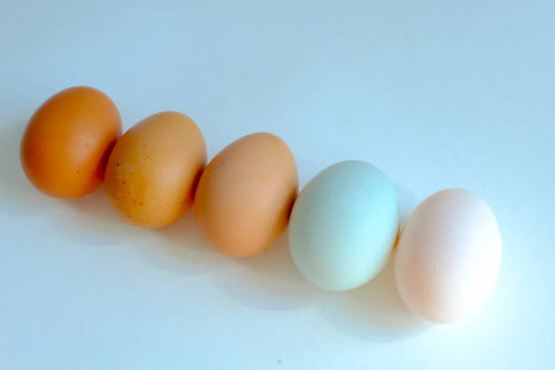 istock Chicken egg and duck egg line up on white background, Compare shell tone of egg 1148776704