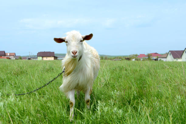 istock White goat in the field Farm animals 1148778276